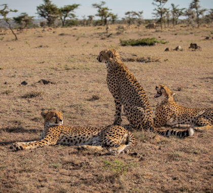Mahali Mzuri-Cheetahs-in-the-conservancy