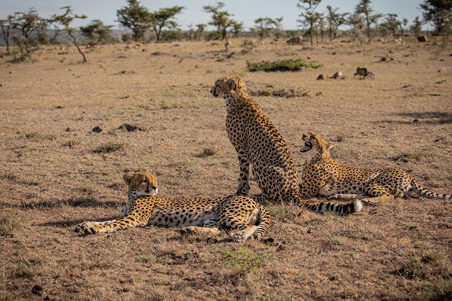 Cheetahs in the conservancy.
