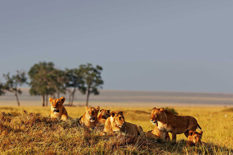 A pride of lions bask in the sun on the grasslands of the Masai Mara, Sopa Lodge, Masai Mara, Kenya