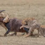 Thrilling predator action in the Mara.