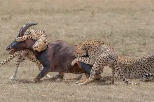 Thrilling predator action in the Mara.