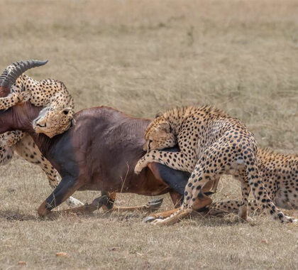 Porini-Lion-Camp-Cheetahs-on-the-hunt