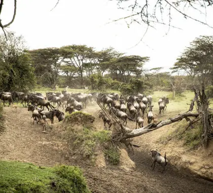 Porini-Mara-Camp-Wildebeest-Migration