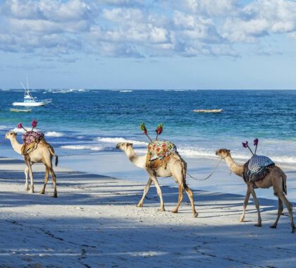 afrochic_diani_beach_-_camels_on_the_beach
