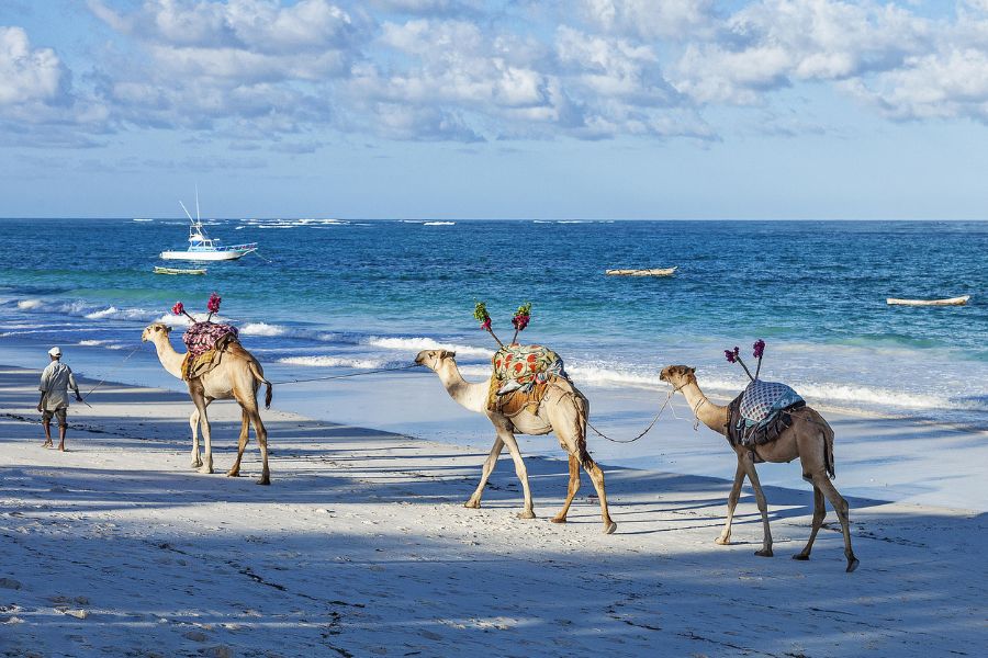 Camels on the beach.