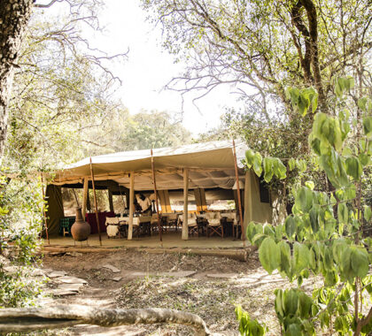 Stay at Nairobi Tented Camp in Nairobi National Park.