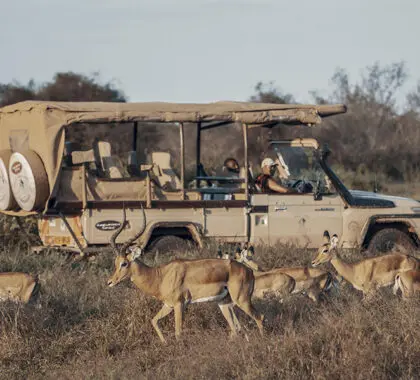 Enjoy game drives through Amboseli National Park.