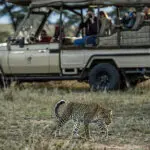 Go in search of your favourite African animals on game drives at Porini Lion Camp.