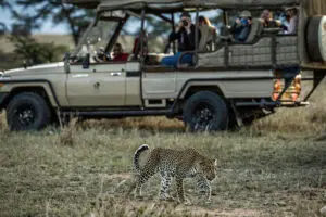Go in search of your favourite African animals on game drives at Porini Lion Camp.