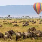 Enjoy a hot-air balloon ride over the Masai Mara as the Wildebeest Migration takes place below Porini Lion Camp