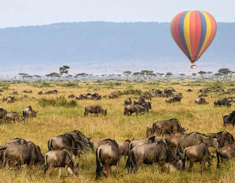 Enjoy a hot-air balloon ride over the Masai Mara as the Wildebeest Migration takes place below Porini Lion Camp