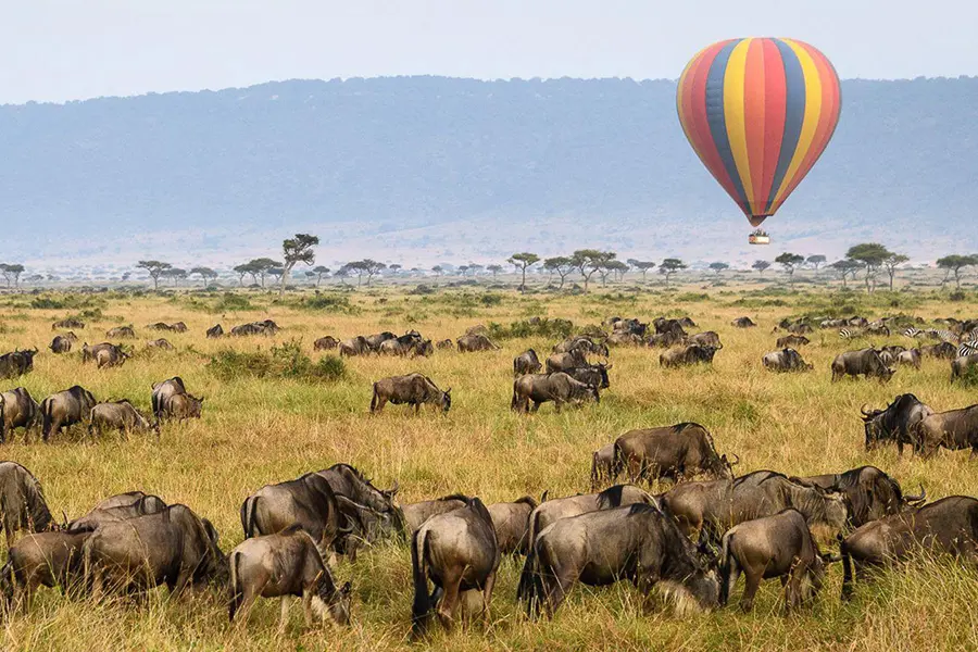 Hundreds of wildebeest pictured in front of a hot air balloon hovering over the ground | Go2Africa