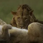 Spot the resident lions of Ol Kinyei Conservancy in the famous Masai Mara.