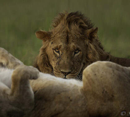 Spot the resident lions of Ol Kinyei Conservancy in the famous Masai Mara.