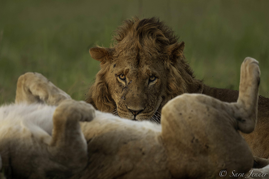 Spot the resident lions of Ol Kinyei Conservancy in the famous Masai Mara.