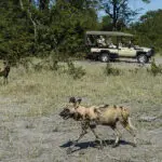 Encounter the endangered wild dog. 