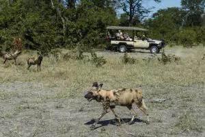 Encounter the endangered wild dog. 