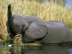 One of the best ways to discover the wonderful animals around the river is on a boat cruise.