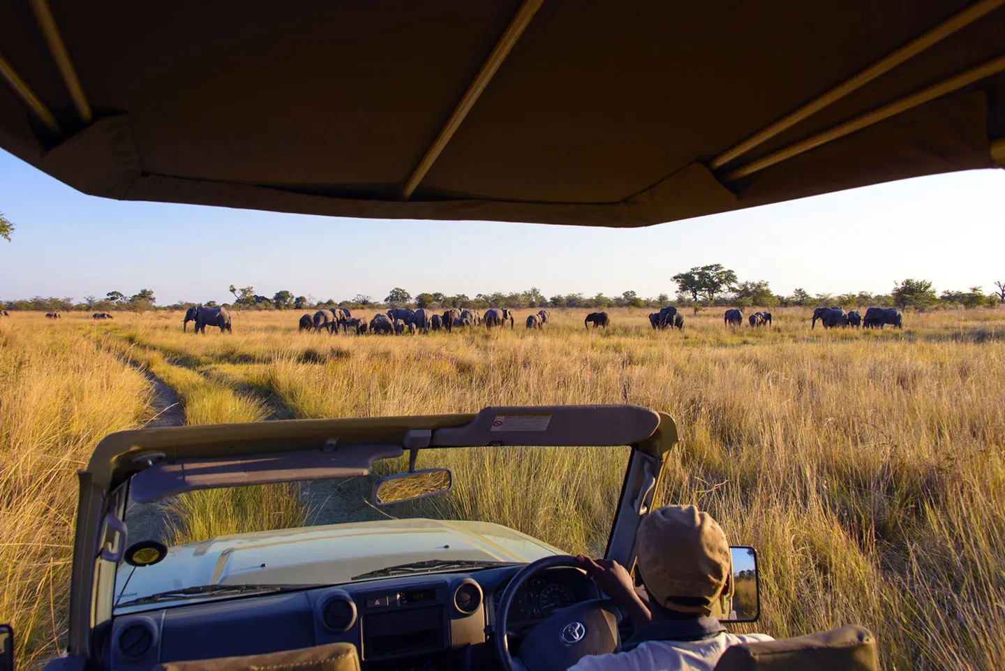 Un vehículo de caza con el techo cubierto se topa con una gran manada de elefantes que se desplaza por Caprivi | Go2Africa
