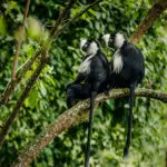Nyungwe National Park is home to a large population of chimpanzees and endangered monkeys.