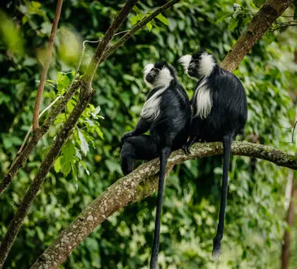 El Parque Nacional de Nyungwe alberga una gran población de chimpancés y monos en peligro de extinción.