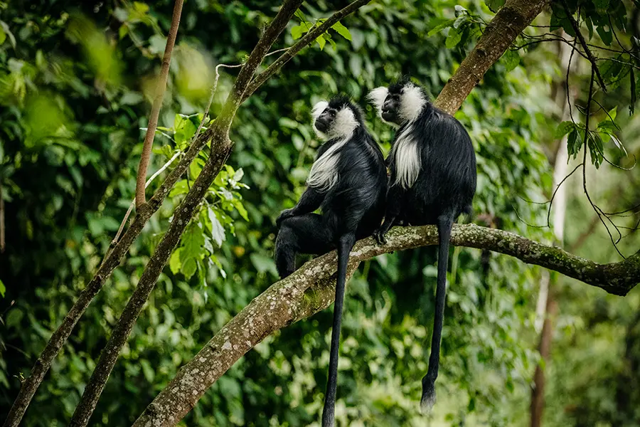 Nyungwe National Park is home to a large population of chimpanzees and endangered monkeys.