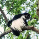 Blue monkey sighting at Rivertrees Country Inn in Arusha.