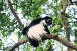 Blue monkey sighting at Rivertrees Country Inn in Arusha.