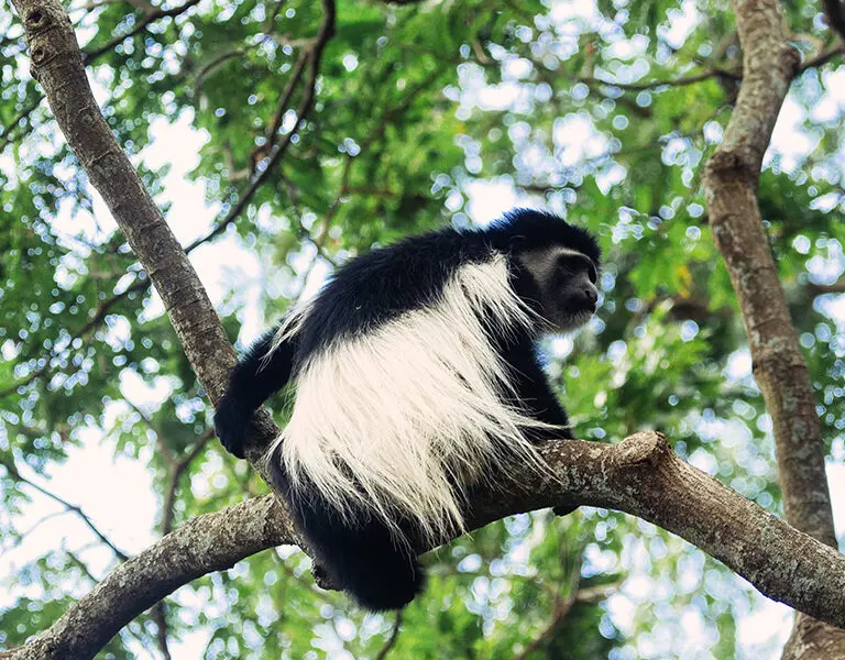 rivertrees-country-inn-blue-monkey-2