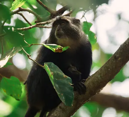 Spot the local wildlife in the trees around the estate. 