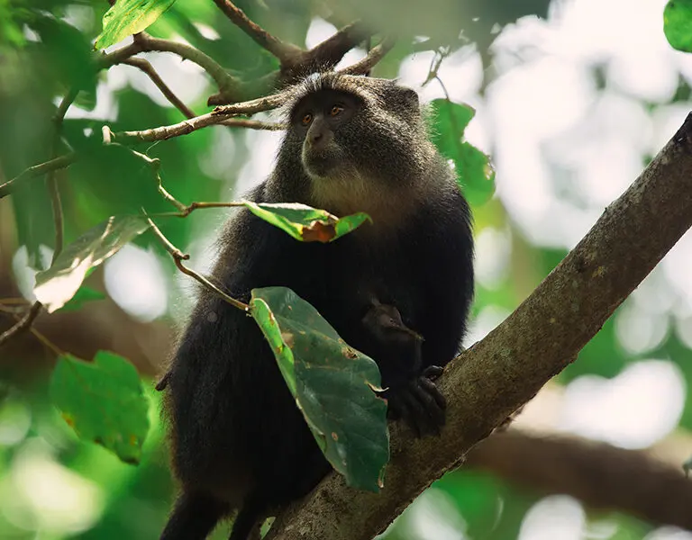 Spot the local wildlife in the trees around the estate. 