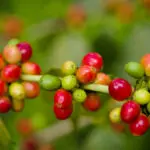 Enjoy the freshest coffee from Arusha's coffee plantations. 