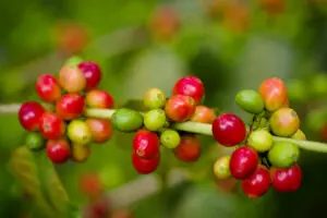 Enjoy the freshest coffee from Arusha's coffee plantations. 