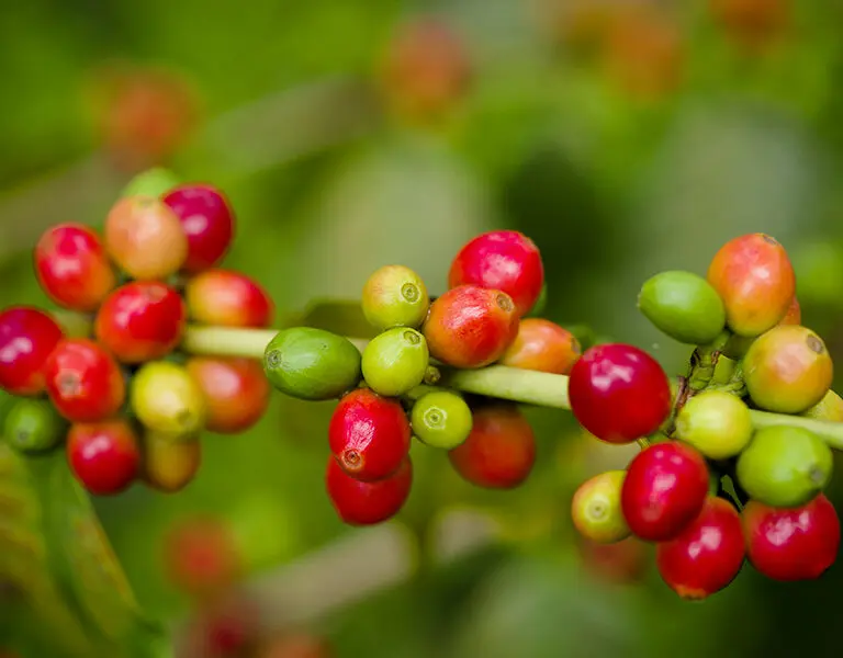 Enjoy the freshest coffee from Arusha's coffee plantations. 