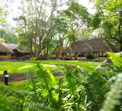 Los exuberantes jardines del Rivertrees Country Inn. 
