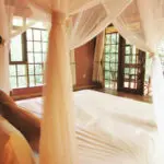 Watch monkeys jump from tree to tree from the comfort of your bed.