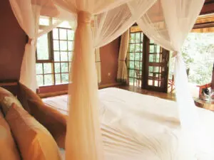 Watch monkeys jump from tree to tree from the comfort of your bed.