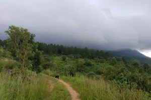 Numerosas rutas de senderismo serpentean la meseta de Zomba.