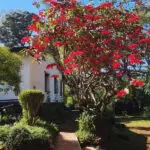 El bosque y los jardines se llenan de color en primavera.