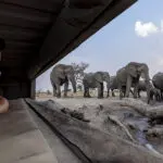 Get up close to prized wildlife. 