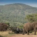 Recorridos por la Reserva Privada de Phinda