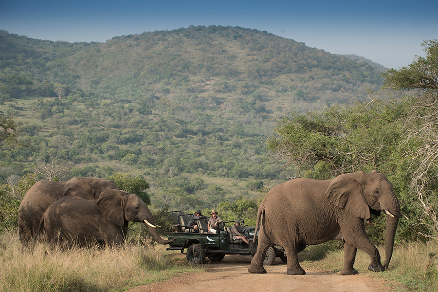 Game drives in Phinda Private Game Reserve