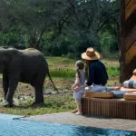 Admirando a los elefantes que pasean | Phinda Homestead