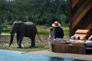 Admirando a los elefantes que pasean | Phinda Homestead