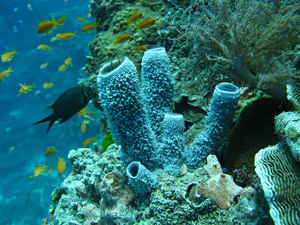 Peces nadando cerca de un arrecife | Playas y vacaciones en Zanzíbar | Go2Africa
