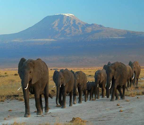 Elephants in Amboseli National Park with a view of Mount Kilimanjaro.