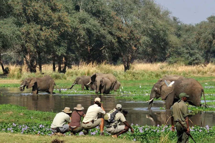 Dos guías y tres invitados observan elefantes en un río durante un safari a pie en el Parque Nacional del Bajo Zambeze | Go2Africa