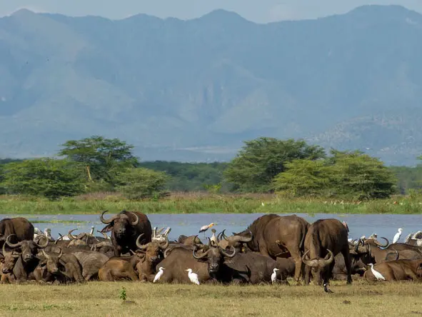 day-1-lake-manyara-serena2