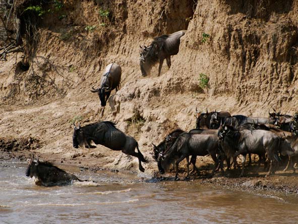 day3-wildebeest-migration