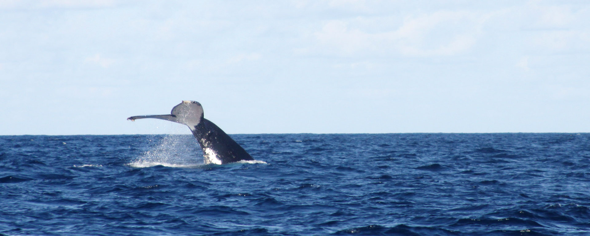 ilha-de-mozambique-whales